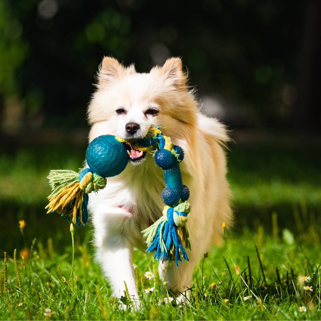 PetQuest